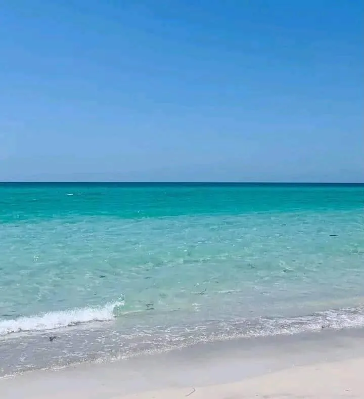 Sea Turtle Conservation: Hurricane Hanks & the Loggerhead Turtle Marathon
