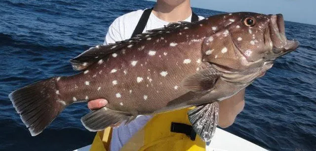 grouper background