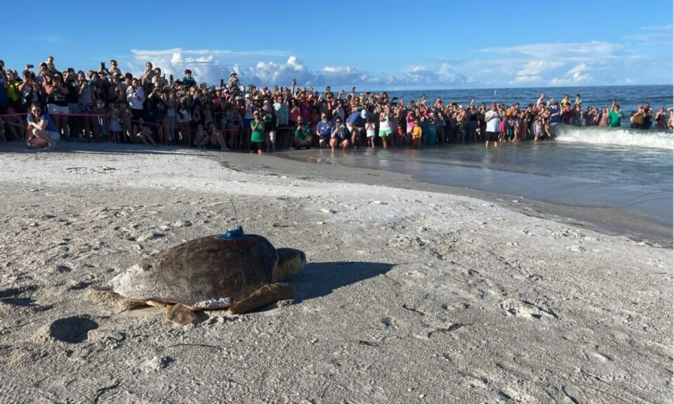 sea turtle conservation: Henrietta Turtle Release