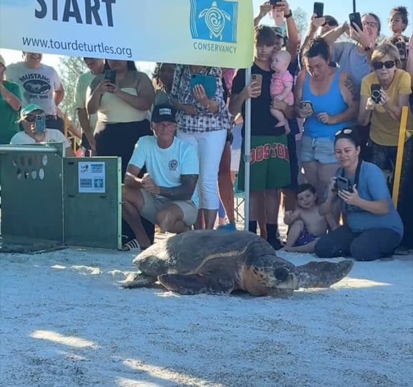 hurricane hanks Sea Turtle Winnie Released
