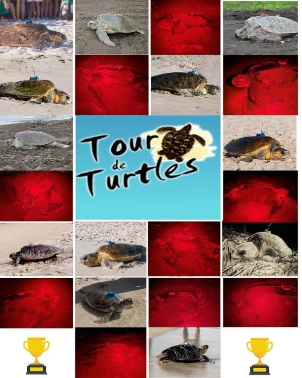 Vote for your favorite sea turtle Winnie